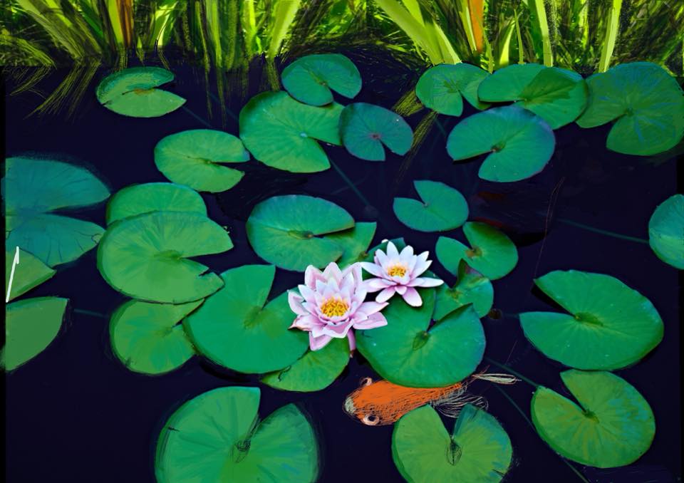 Lilypads